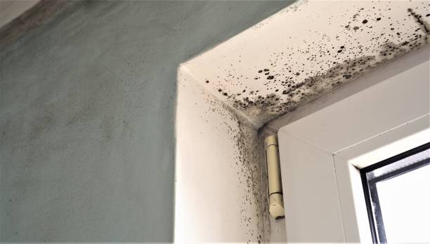 Best Airborne Mold Testing  in Killen, AL