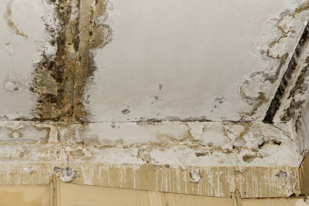 Best Water Damage & Mold Remediation  in Killen, AL