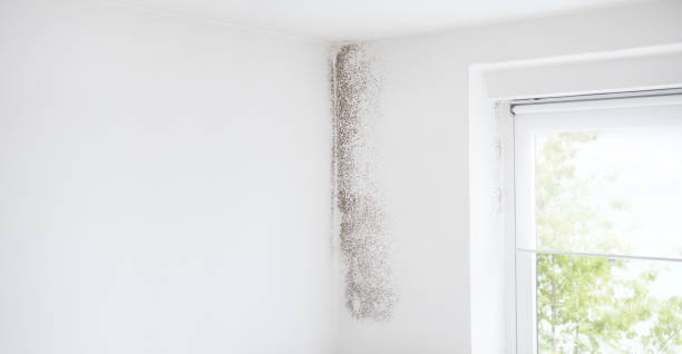 Best Commercial Mold Inspection  in Killen, AL