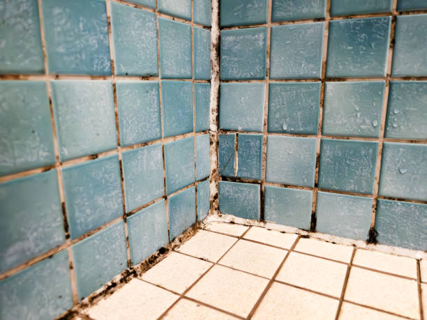 Best Emergency Mold Remediation  in Killen, AL