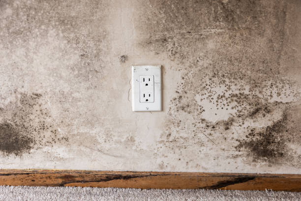 Best Mold Damage Restoration  in Killen, AL